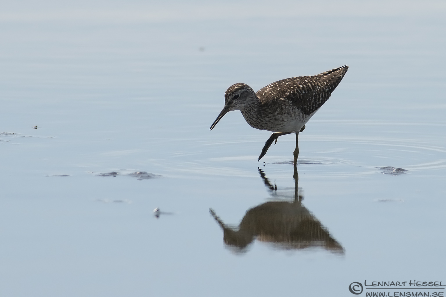 130706 Common Redshank Juvenile Common Redshank visit West Gotland