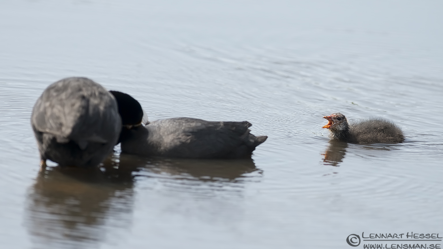 130706 Eurasian Coot family Eurasian Coot visit West Gotland