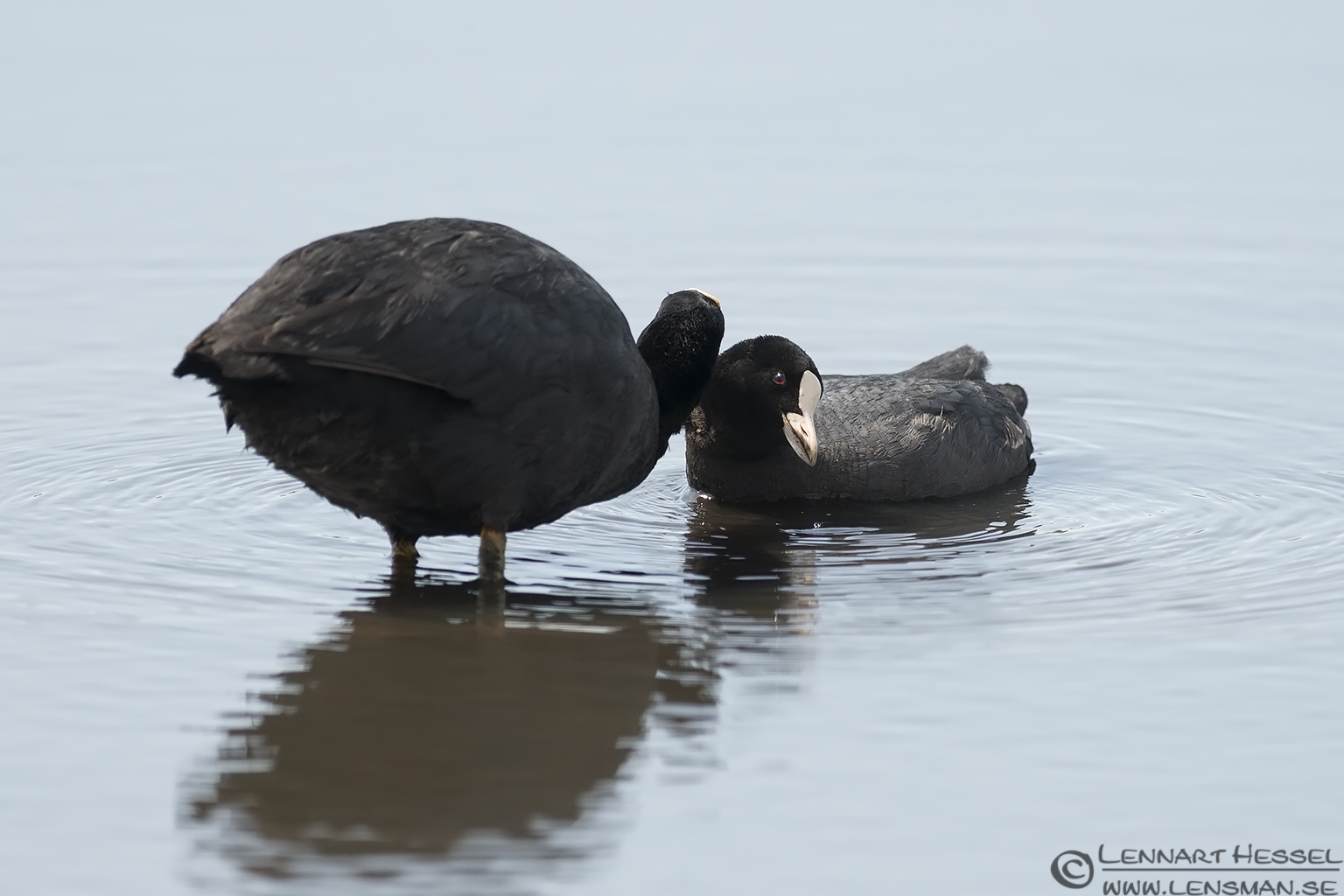 130706 Eurasian Coot Grooming Eurasian Coot visit West Gotland