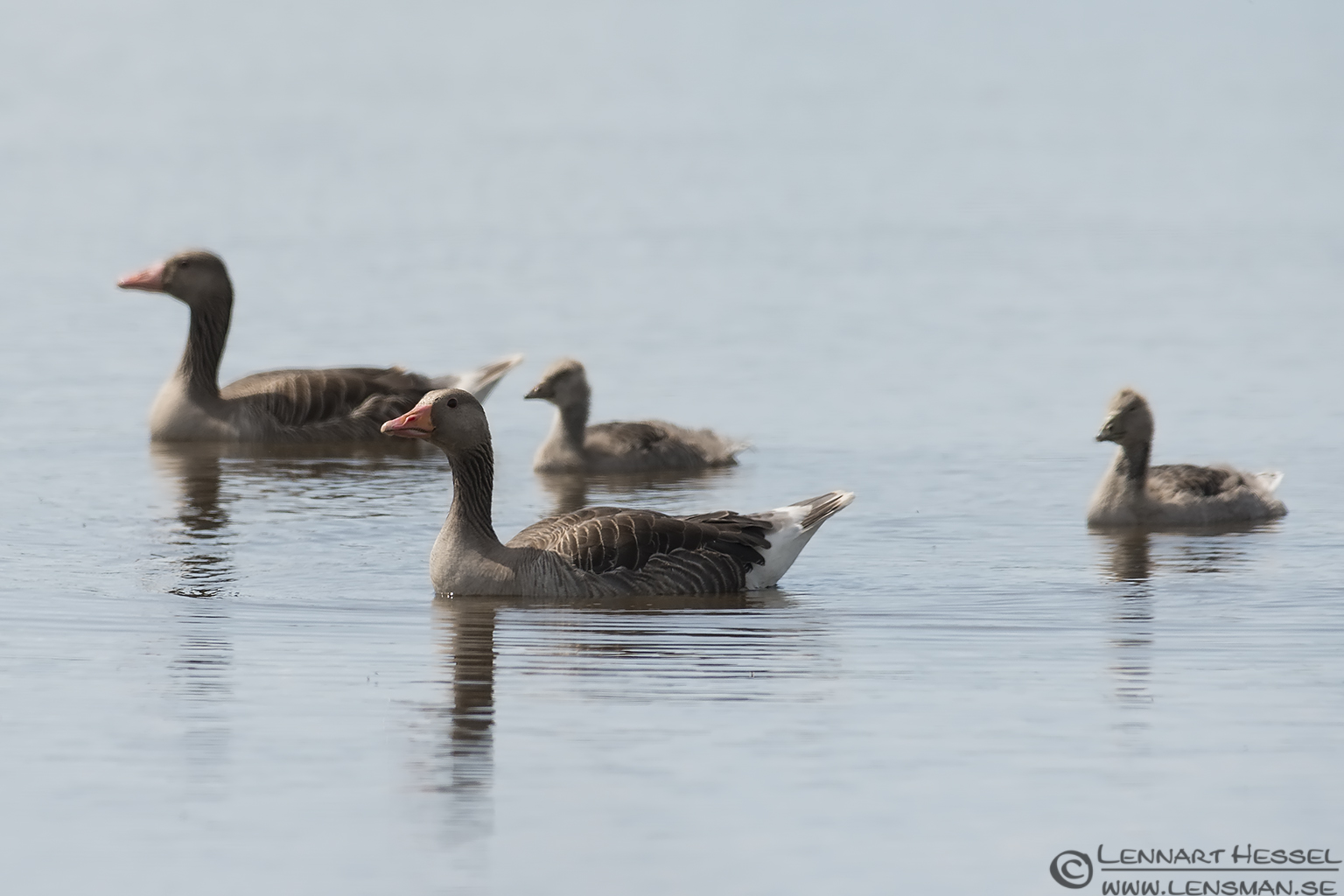 130706 Greylag Goose Greylag Goose family visit West Gotland