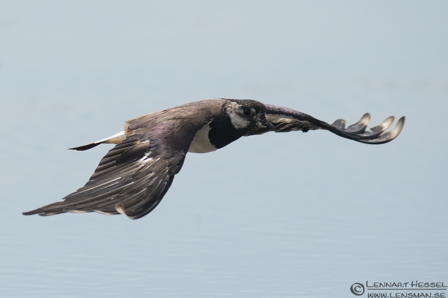 130706 Northern Lapwing Northern Lapwing visit West Gotland