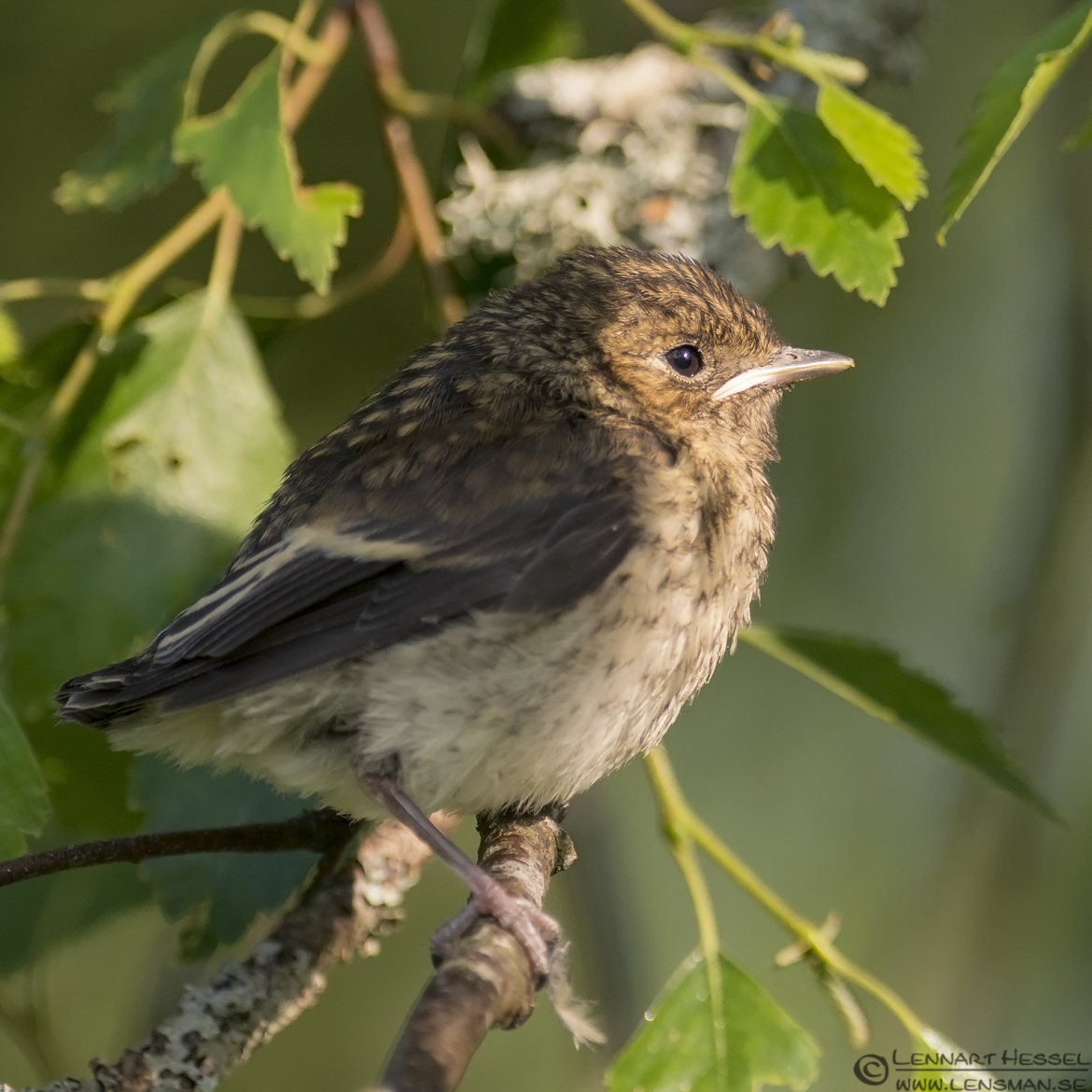 Pied Flycatcher young visit West Gotland