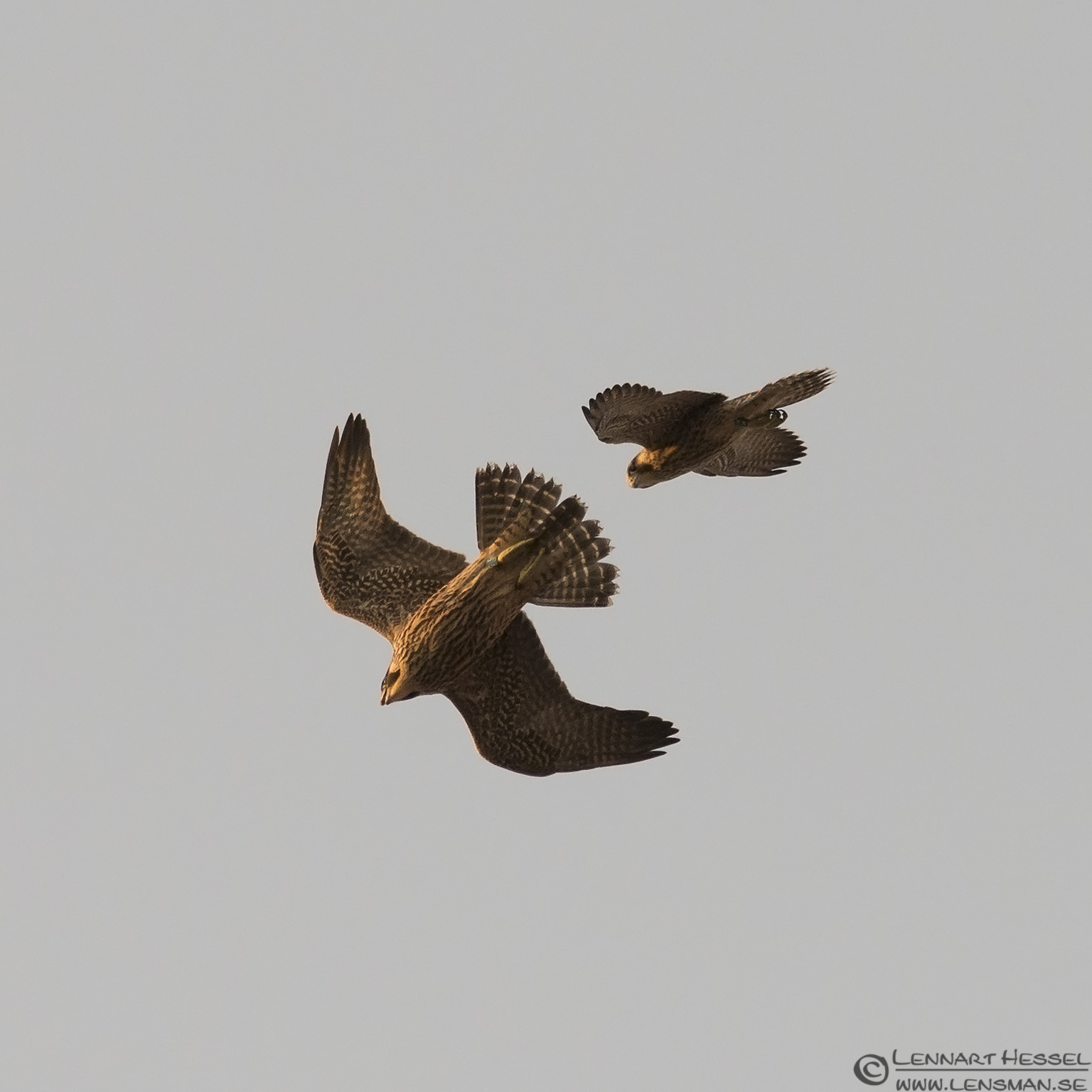 130708 Peregrine Falcon with juvenile Peregrine Falcons evening