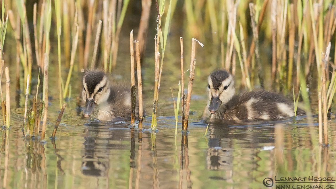 Juvenile Gadwalls morning Getterön