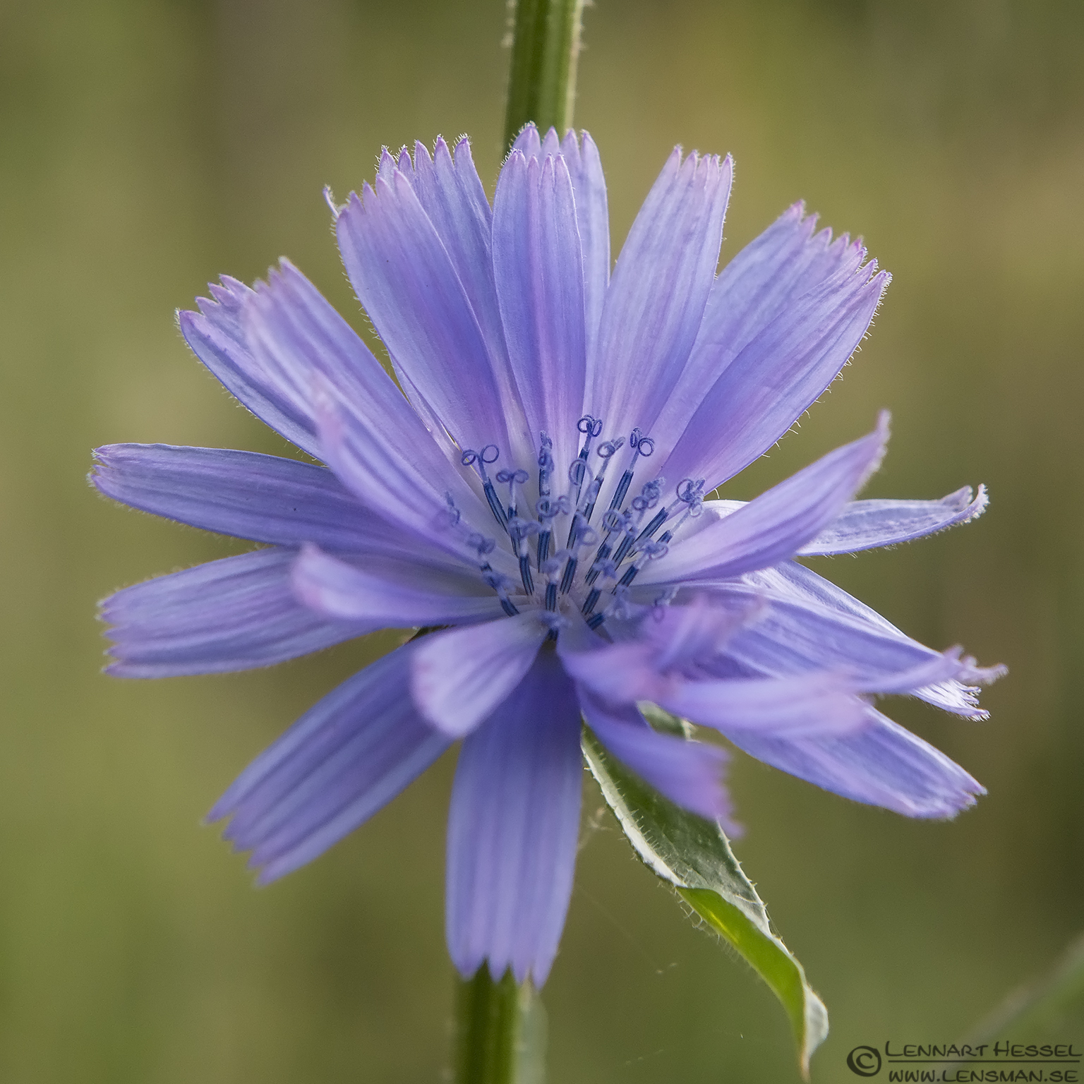 130719 Blue flower Blue flower lazy weekend