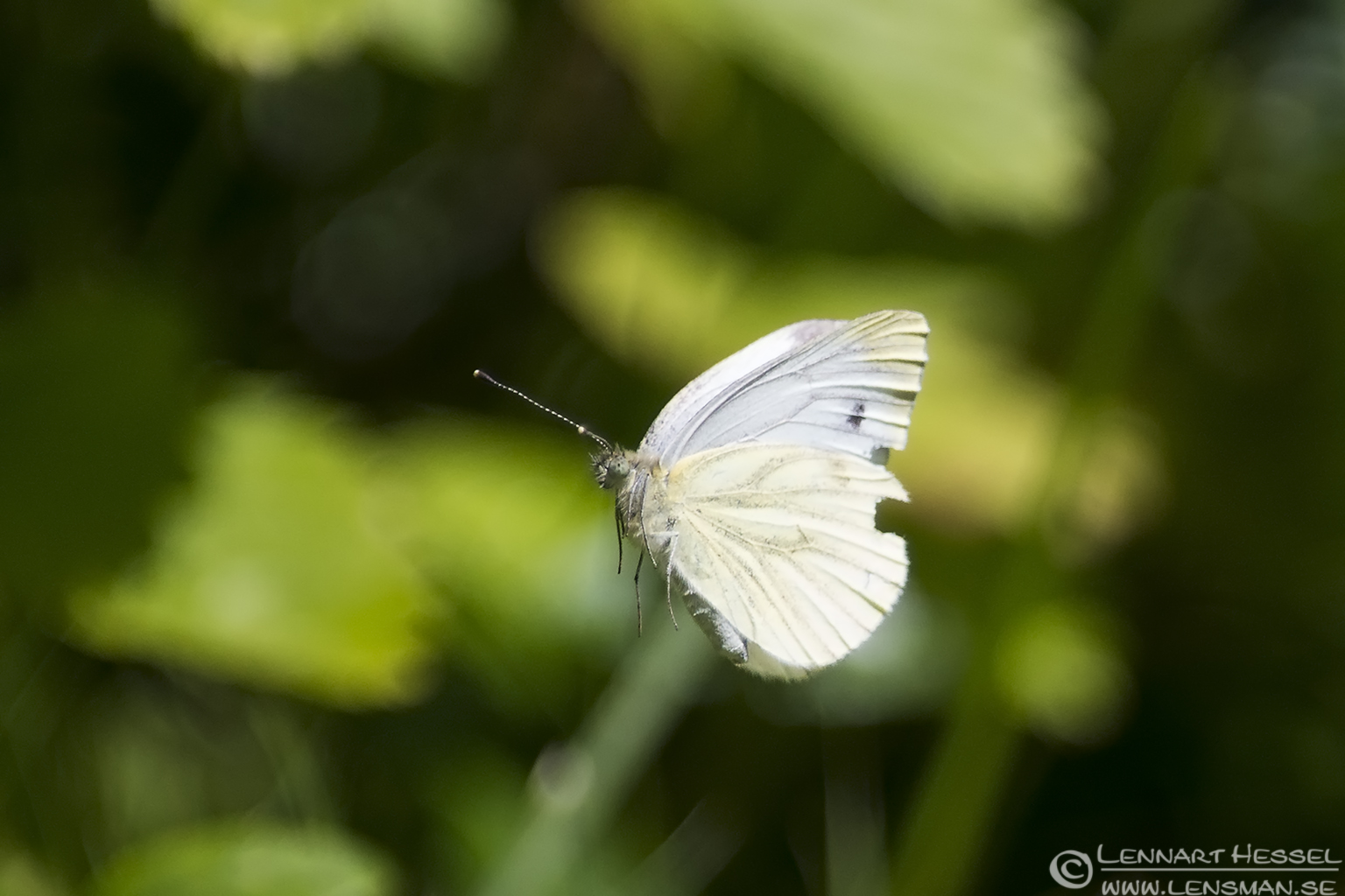 130720 Large White Butterfly Large White Butterfly lazy weekend
