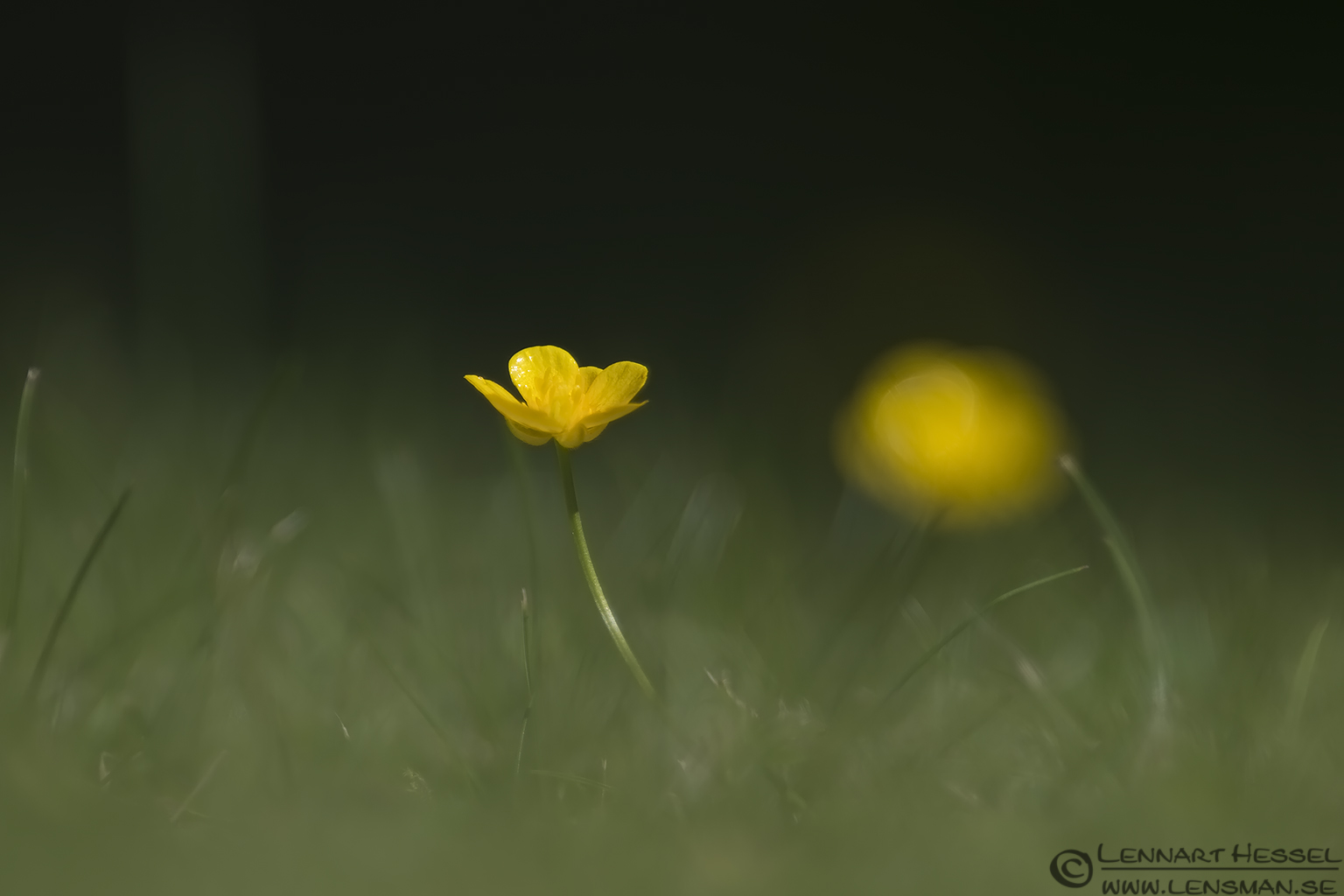 130720 Meadow Buttercup Meadow buttercup lazy weekend