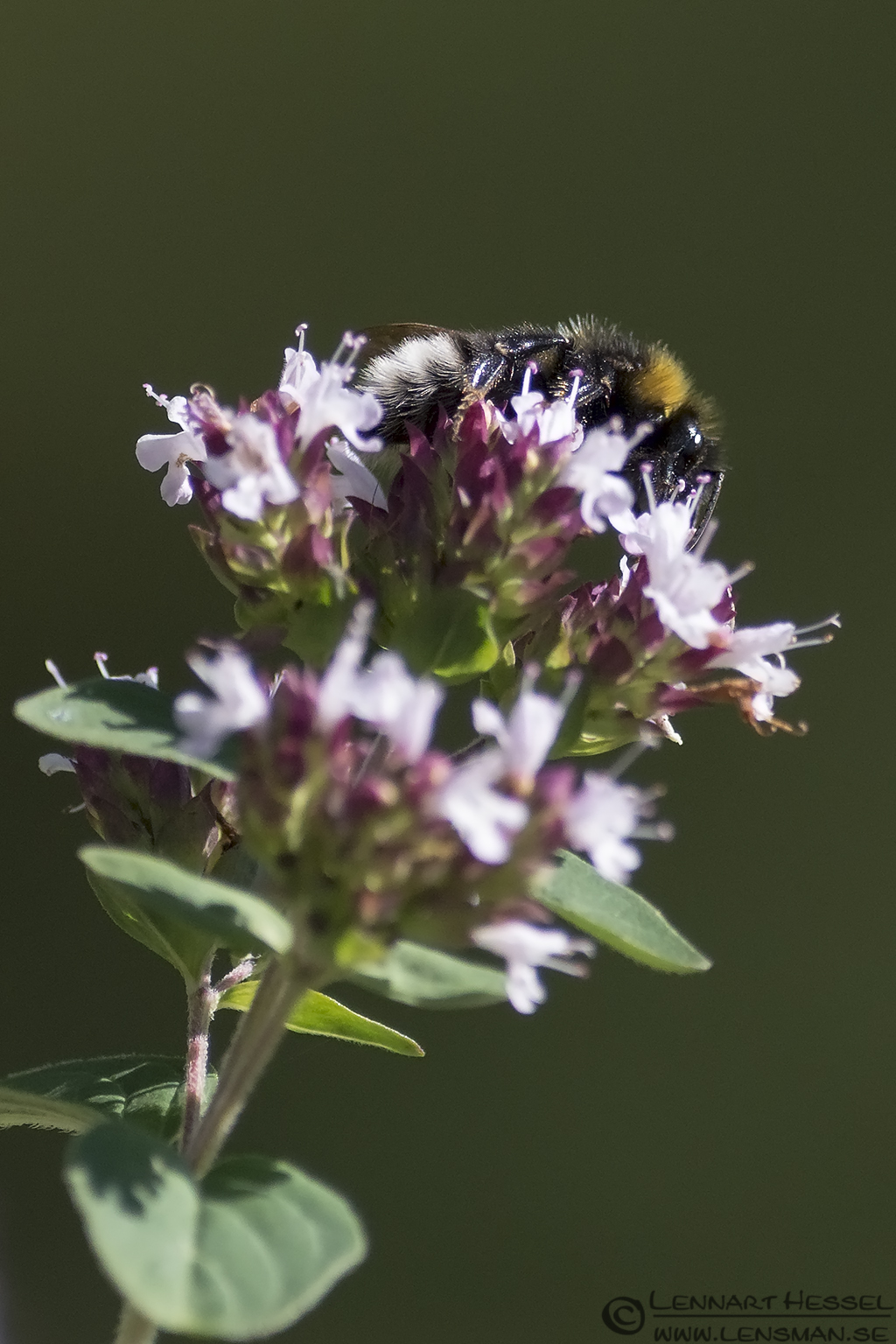 130720 Pollinating Bee Pollinating bee lazy weekend