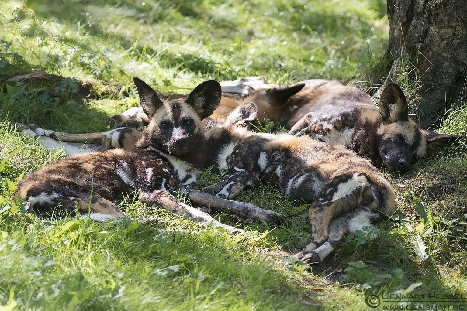 130721 African Wild Dogs African Wild Dogs Borås Zoo