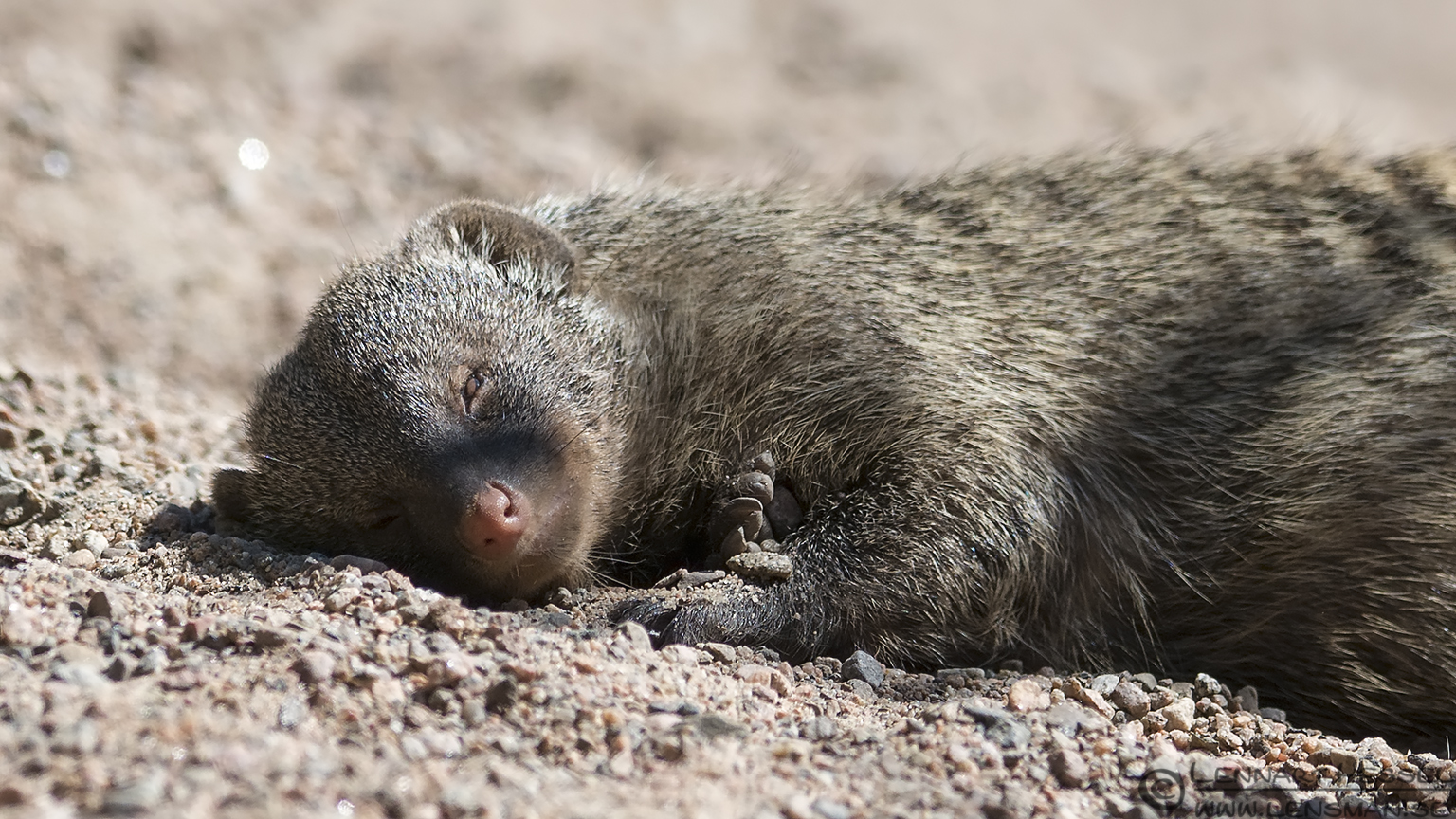 130721 Banded Mongoose Banded Mongoose Borås Zoo