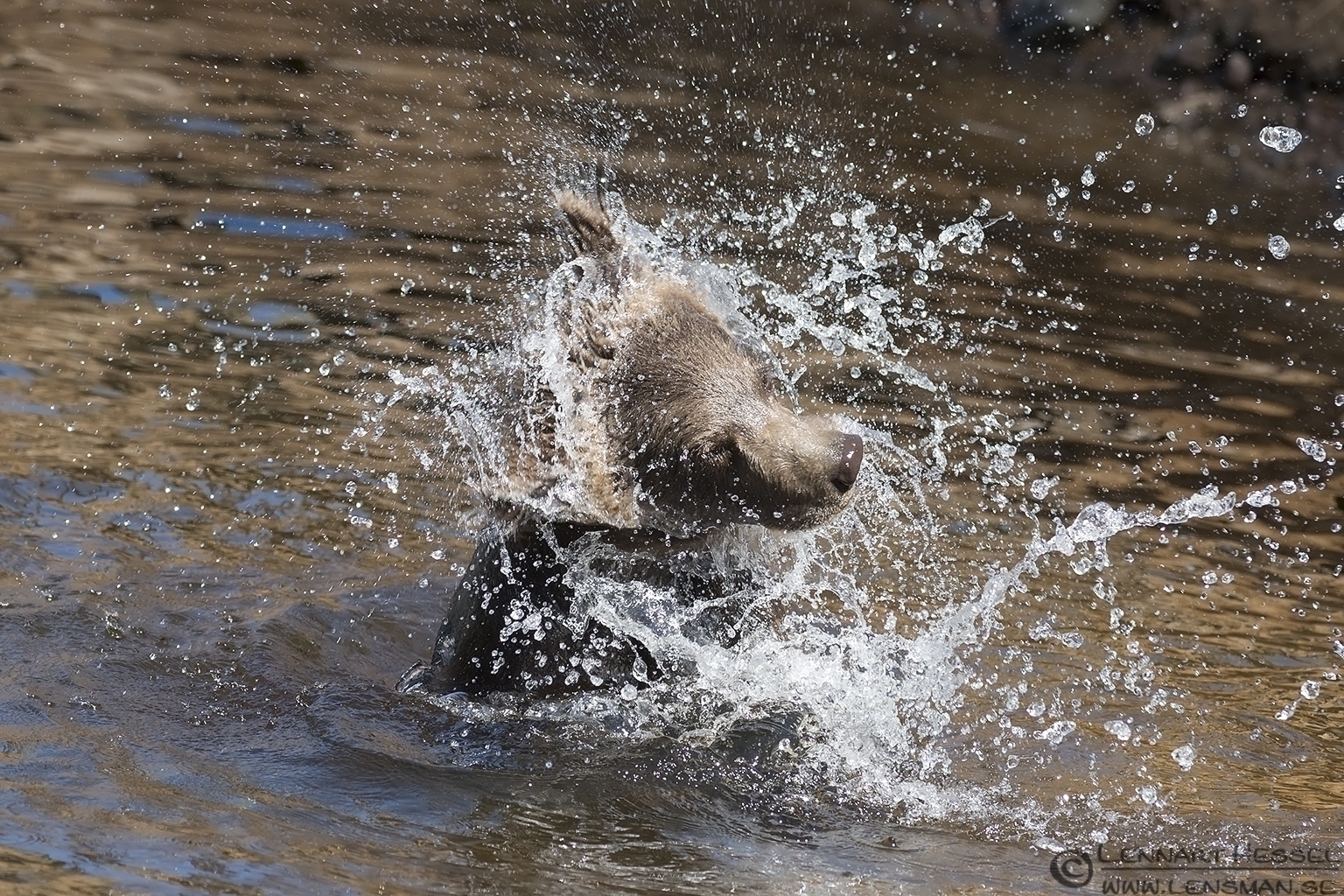 130721 Bear cub shaking part 1 Brown Bear cub Borås Zoo