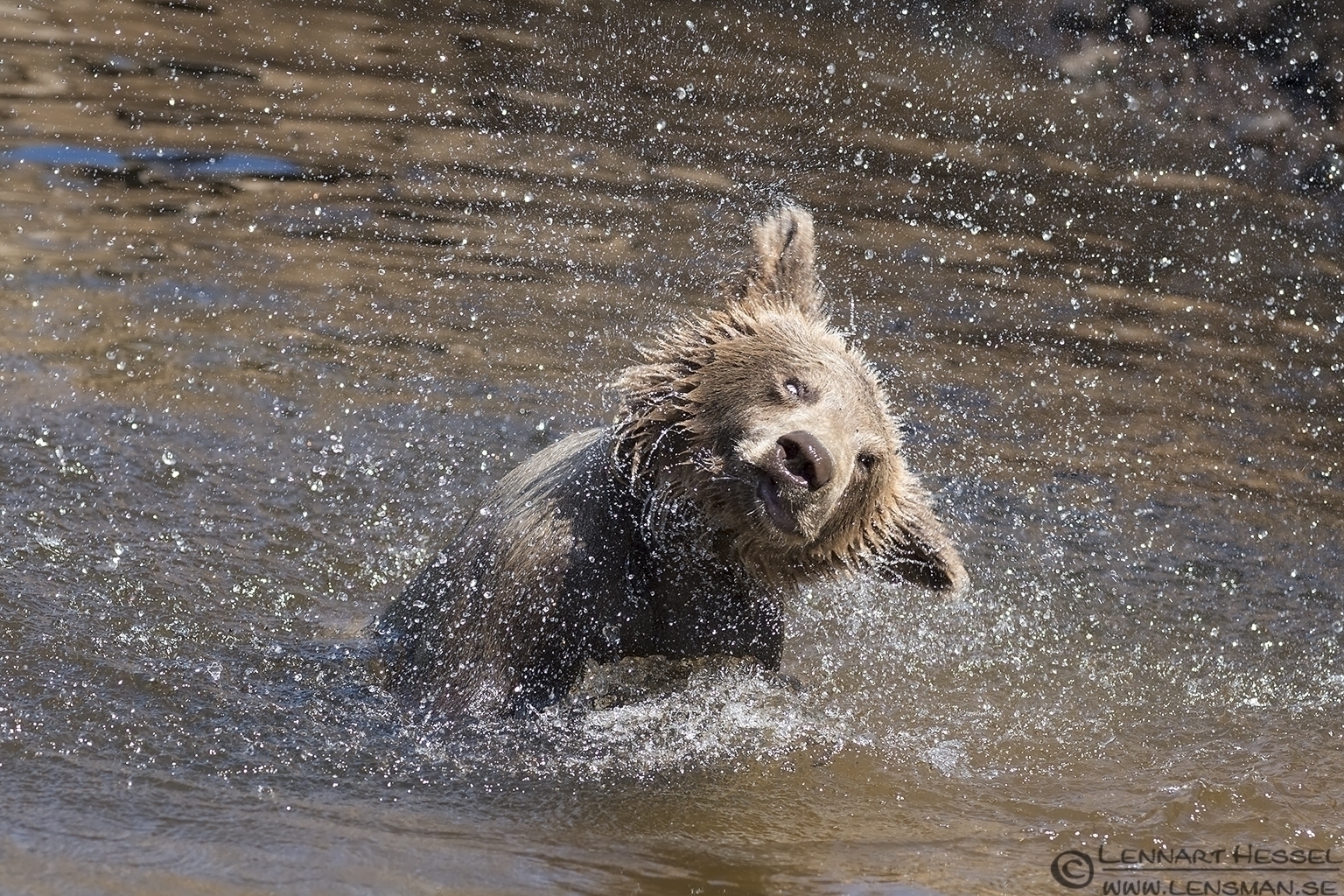 130721 Bear cub shaking part 3 Brown Bear cub Borås Zoo