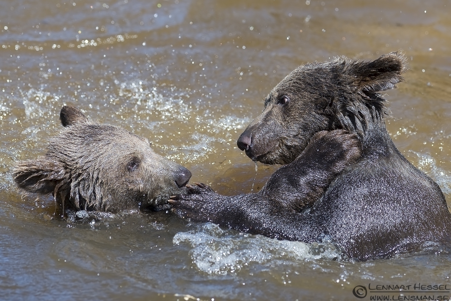 130721 Bear cubs fighting Brown Bear cubs Borås Zoo