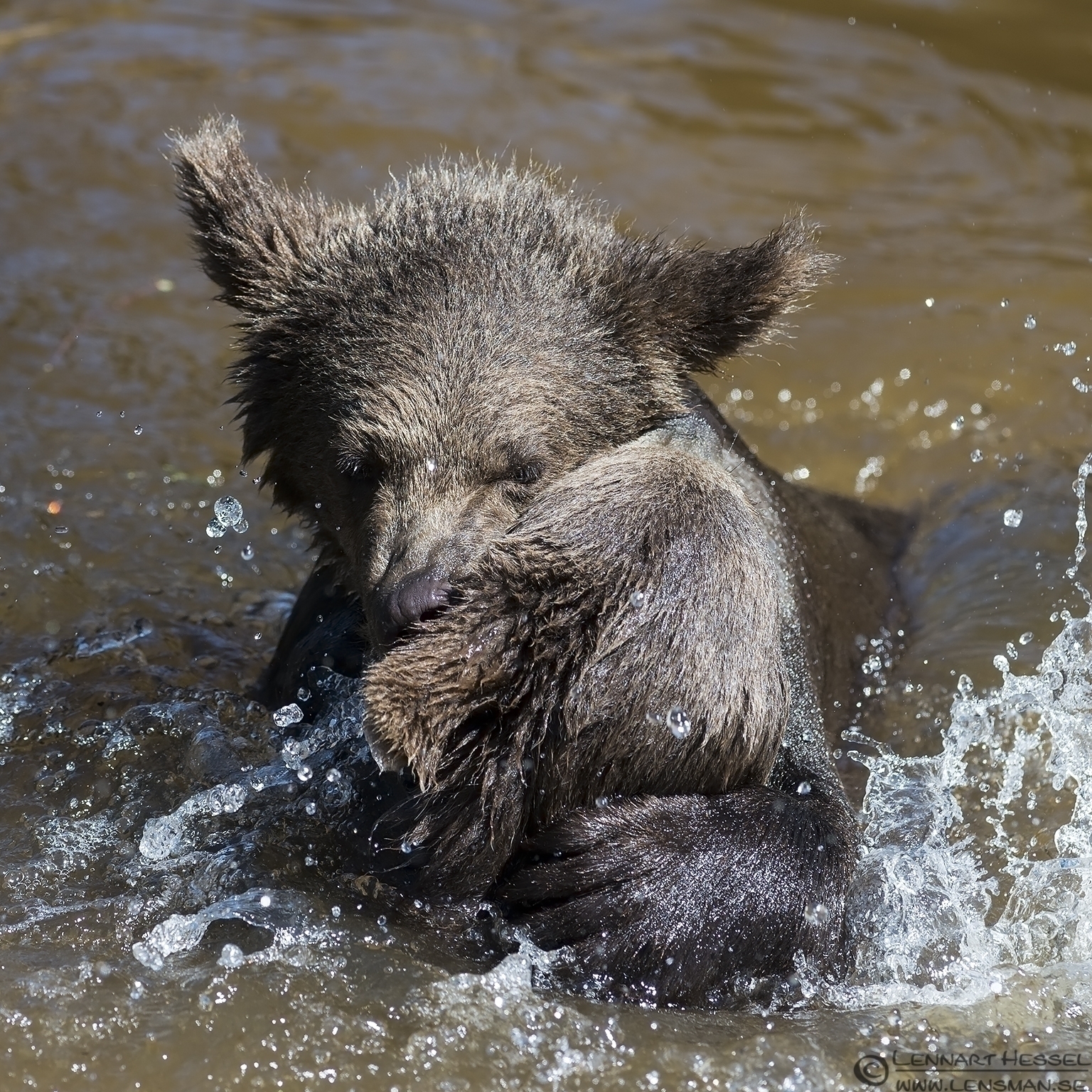 130721 Bear cubs playing Brown Bear cubs Borås Zoo