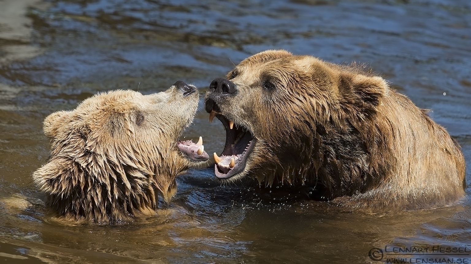 130721 Bear male and female Adult Brown Bears Borås Zoo