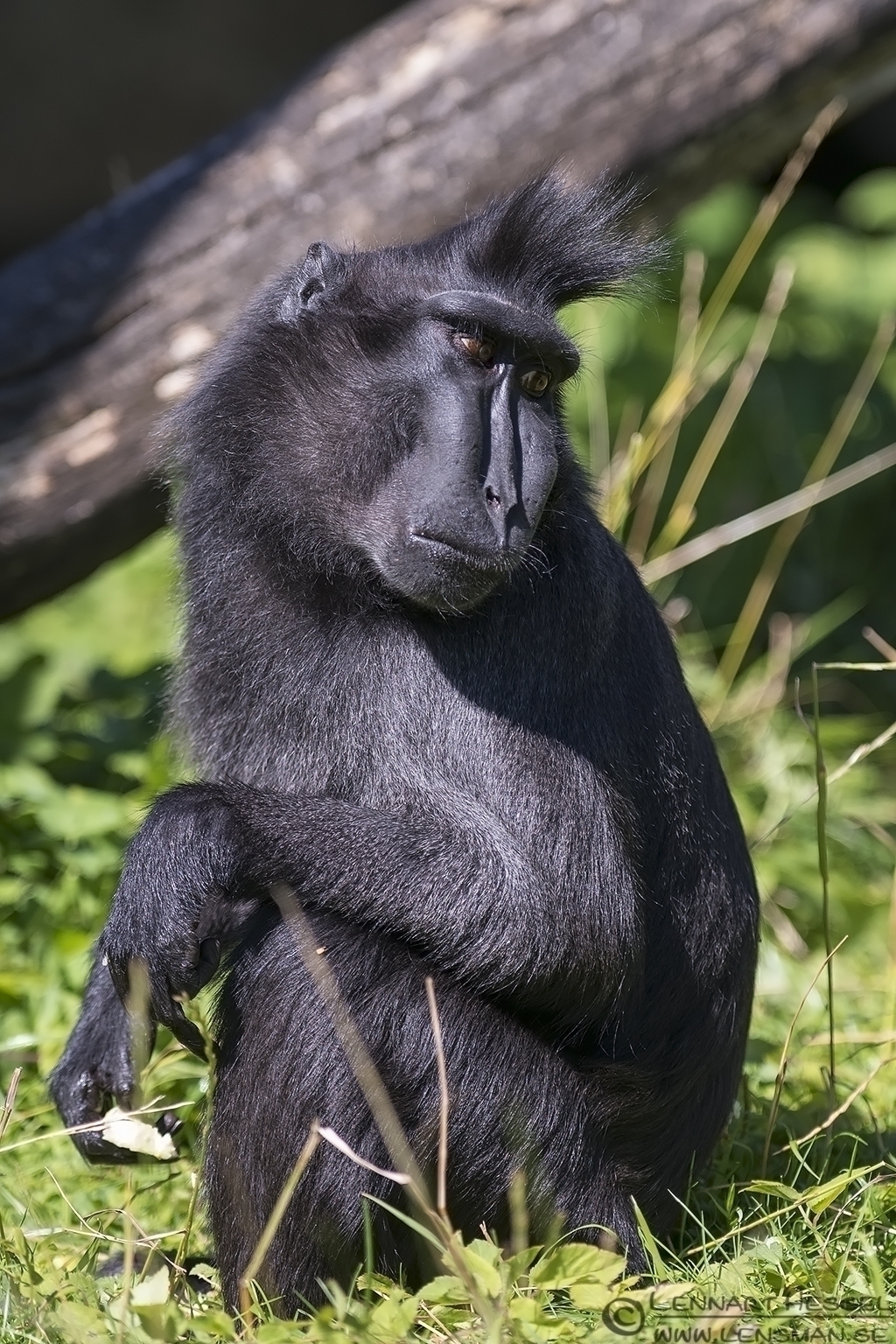 130721 Celebes crested macaque male Celebes crested macaque Borås Zoo