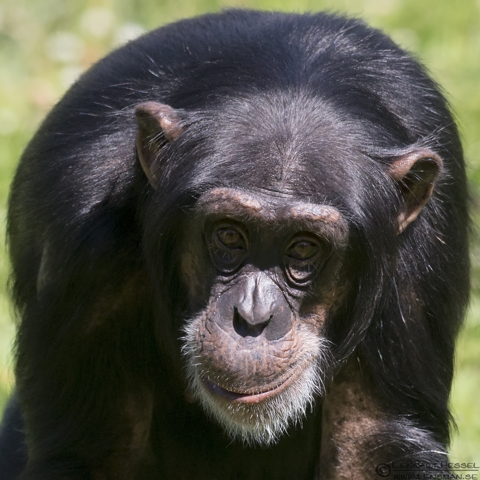 130721 Chimpanzee Chimpanzee Borås Zoo