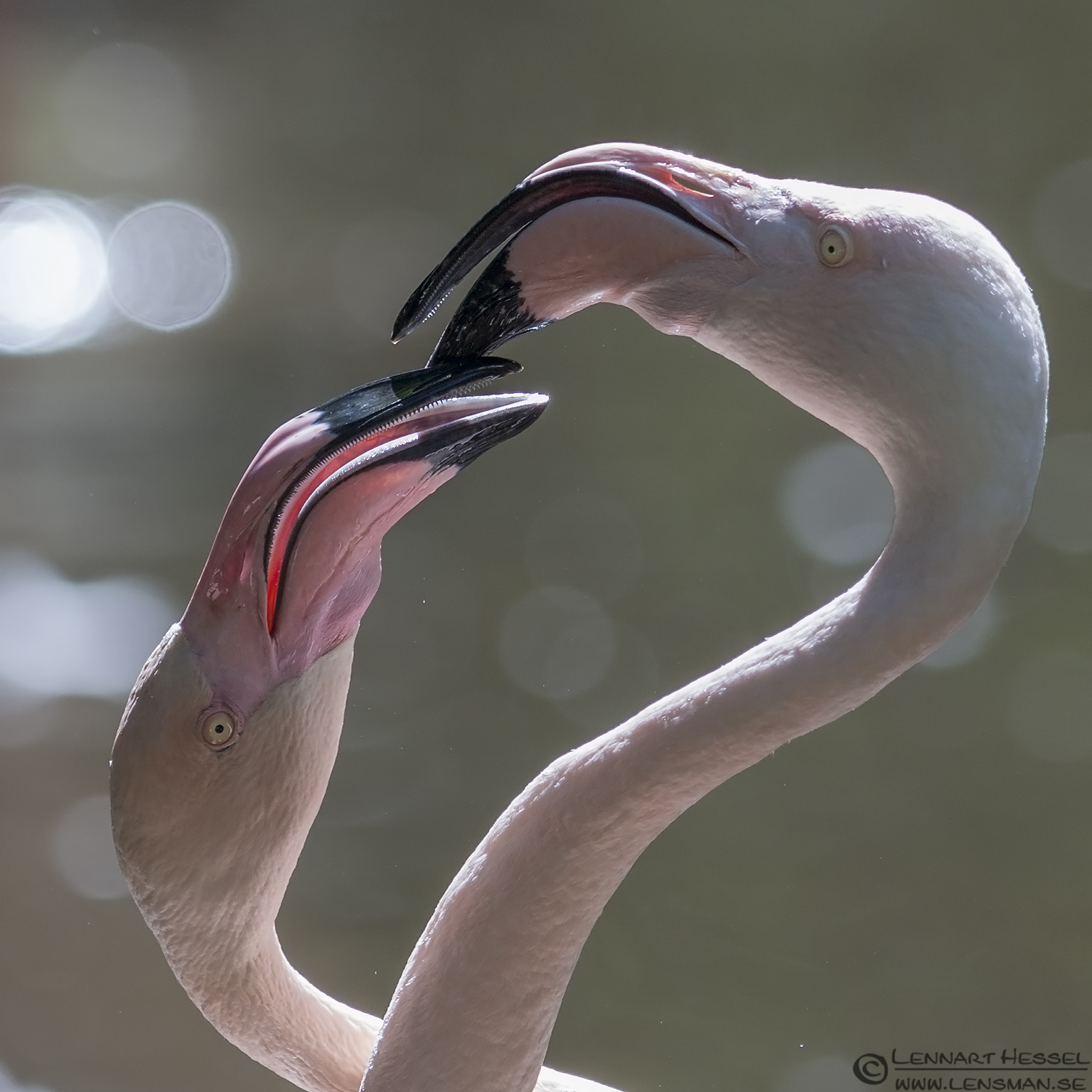 130721 Greater Flamingos Greater Flamingos Borås Zoo