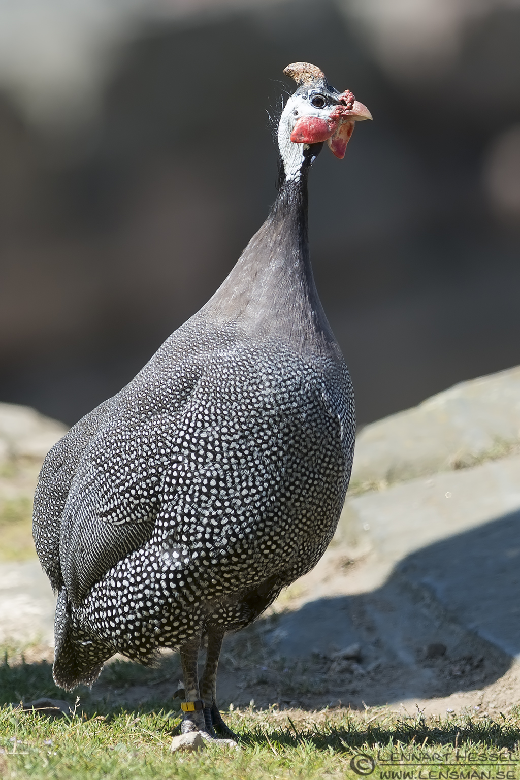 130721 Helmeted Guineafowl Helmeted Guineafowl Borås Zoo
