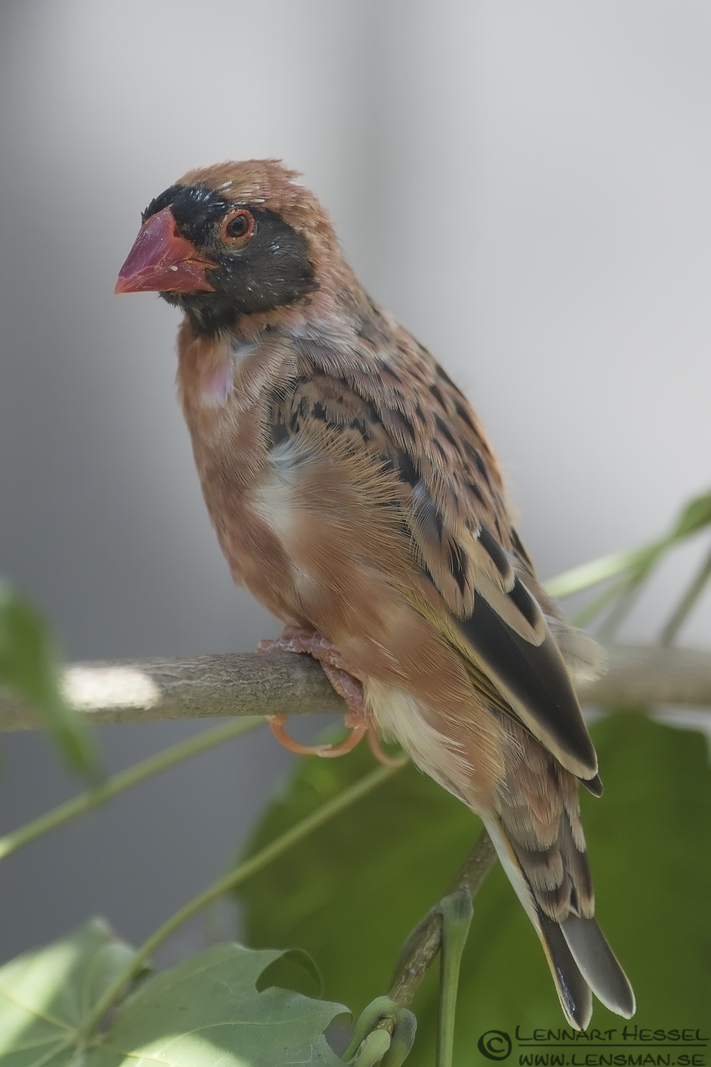 130721 Red-billed Quela creamy Red-billed Quela Borås Zoo