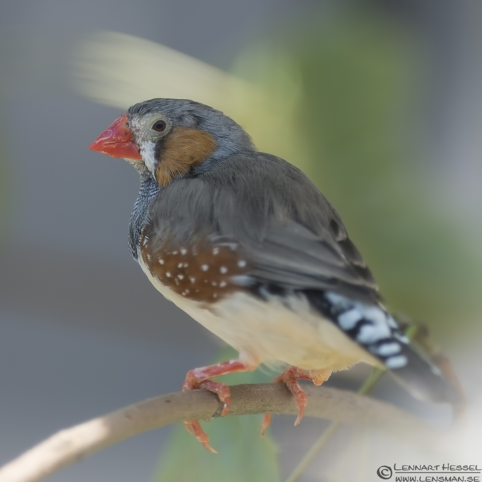 130721 Zebra Finch Zebra Finch Borås Zoo