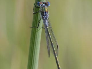 Blue tailed Damselfly picture