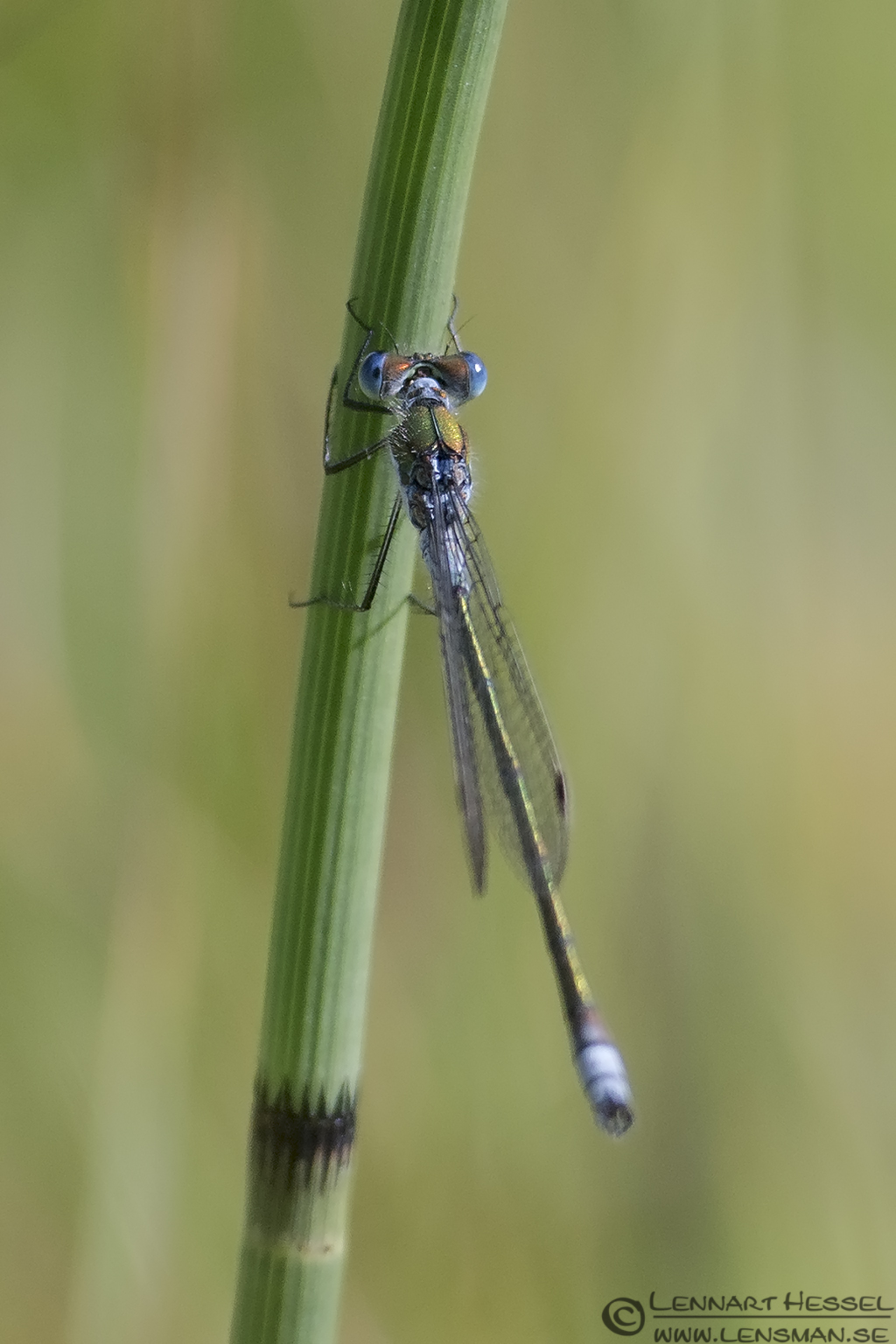 130726 Blue tailed Damselfly Blue tailed Damselfly picture