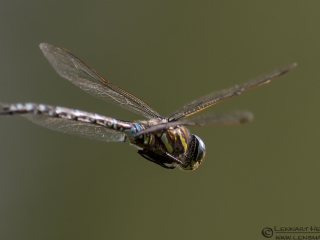 Common Hawker picture