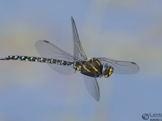 Flying Common Hawker picture