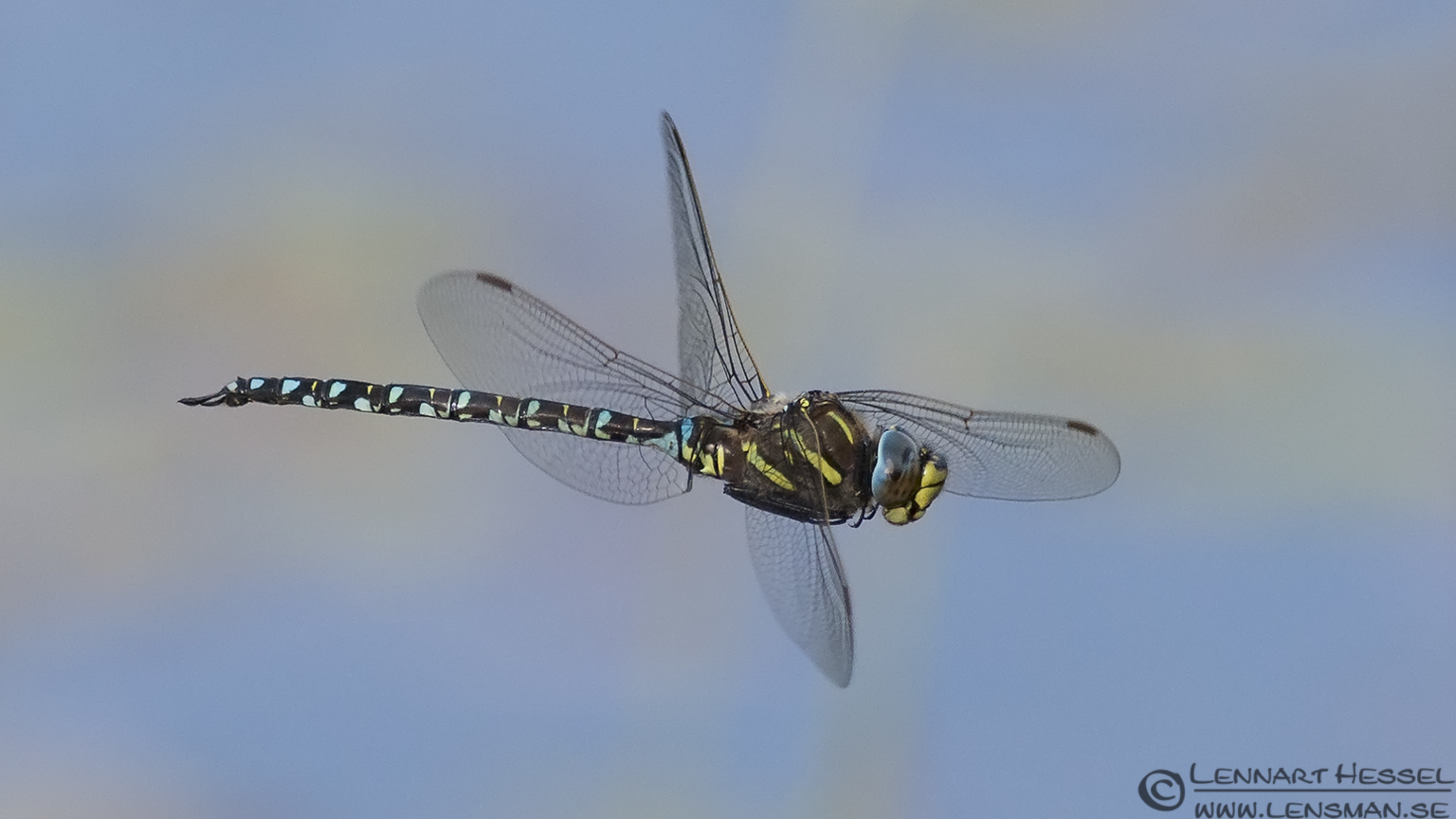 130726 Common Hawker flying Flying Common Hawker picture