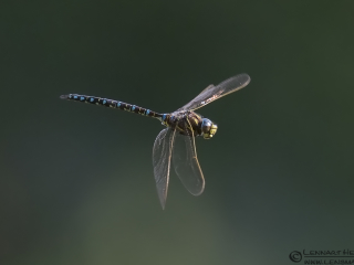 Sideview Common Hawker picture