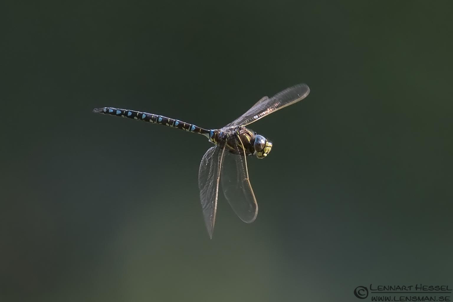Sideview Common Hawker picture