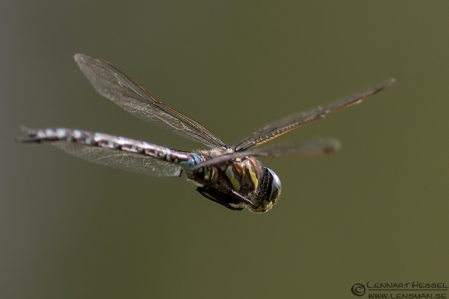 130726 Common Hawker Common Hawker picture