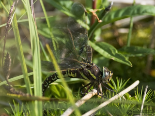 Southern Hawker picture