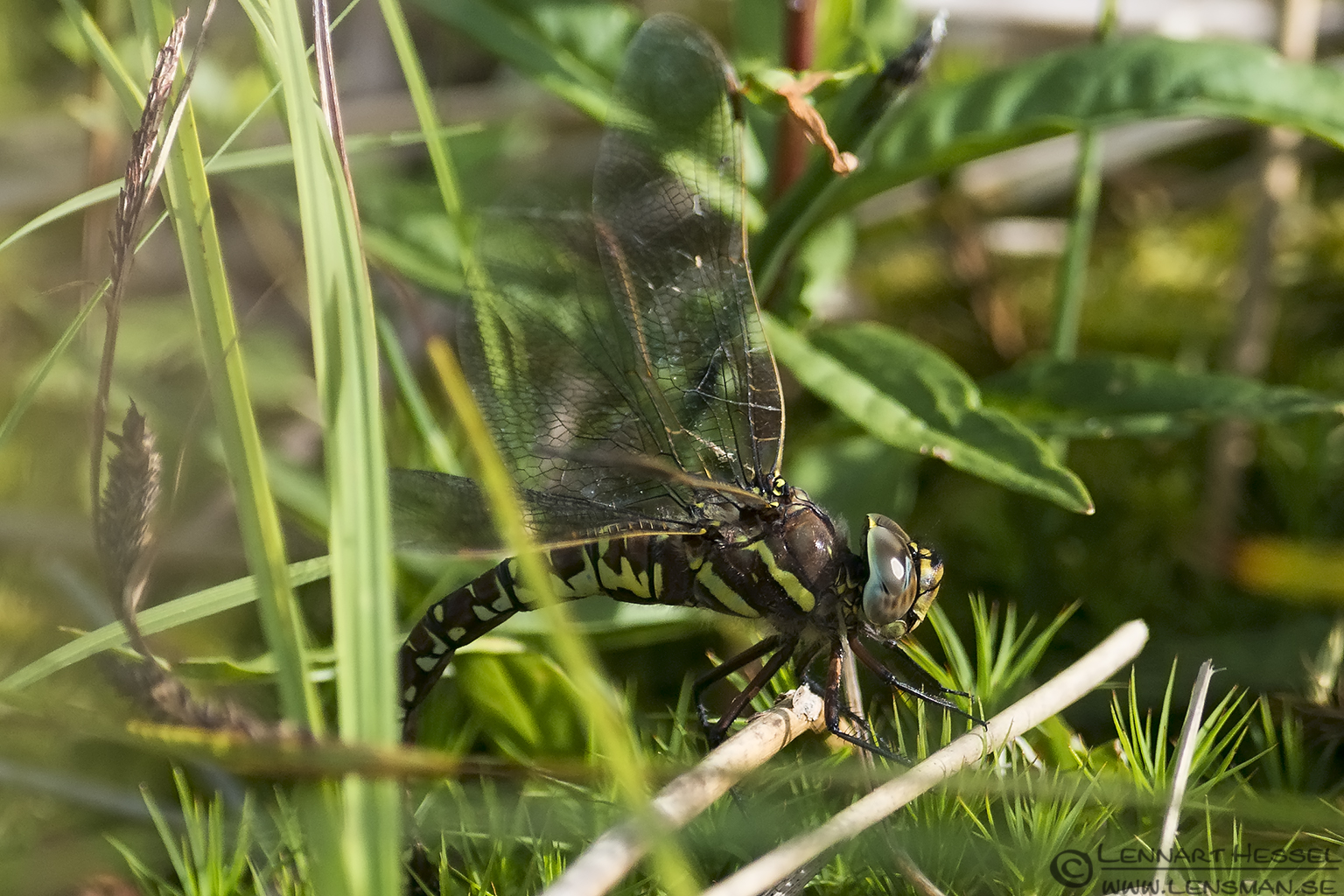130726 Southern Hawker Southern Hawker picture