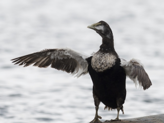 Male Common Eider picture