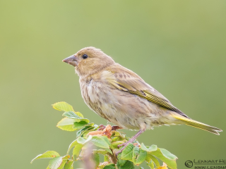 Greenfinch picture