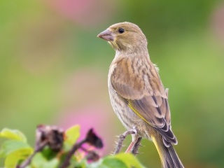 Greenfinch picture