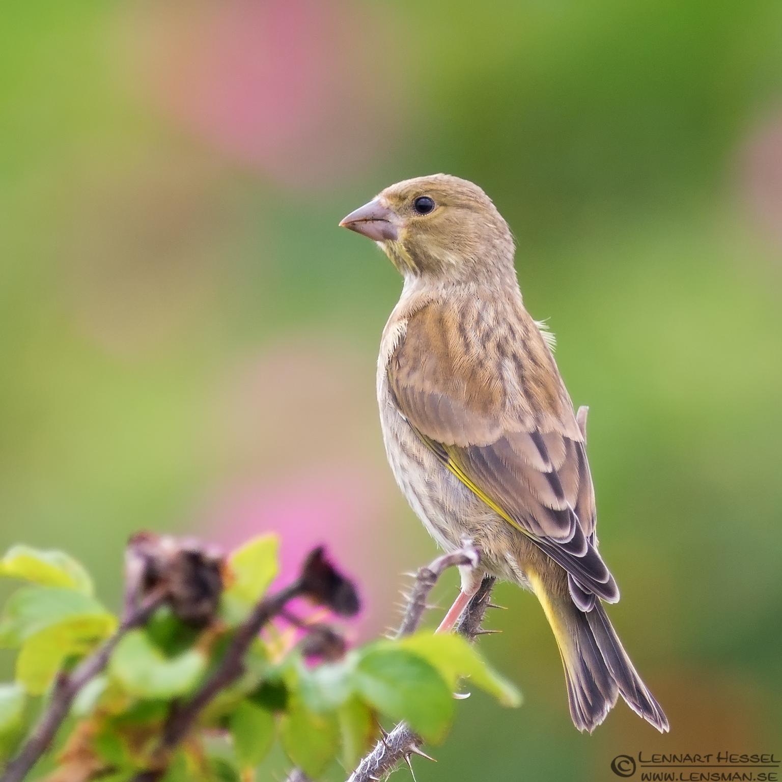 130727 Greenfinch Greenfinch picture
