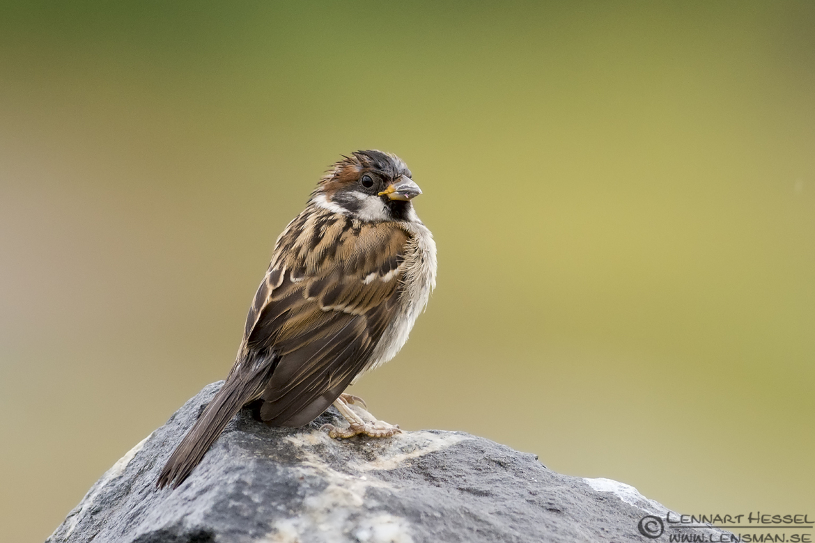 House Sparrow picture