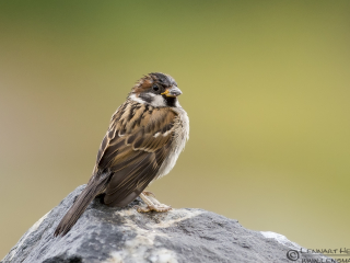 House Sparrow picture