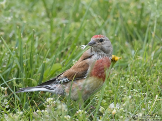Common Linnet picture