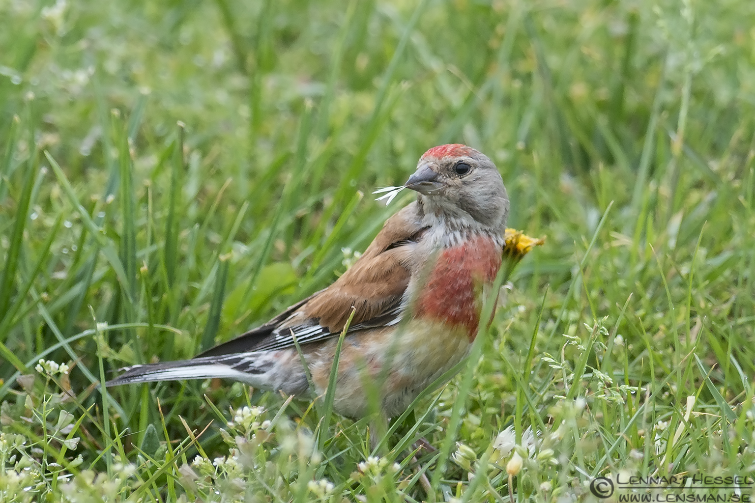 130728 Common Linnet Common Linnet picture