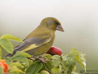 Greenfinch picture