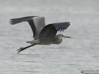 Grey Heron picture