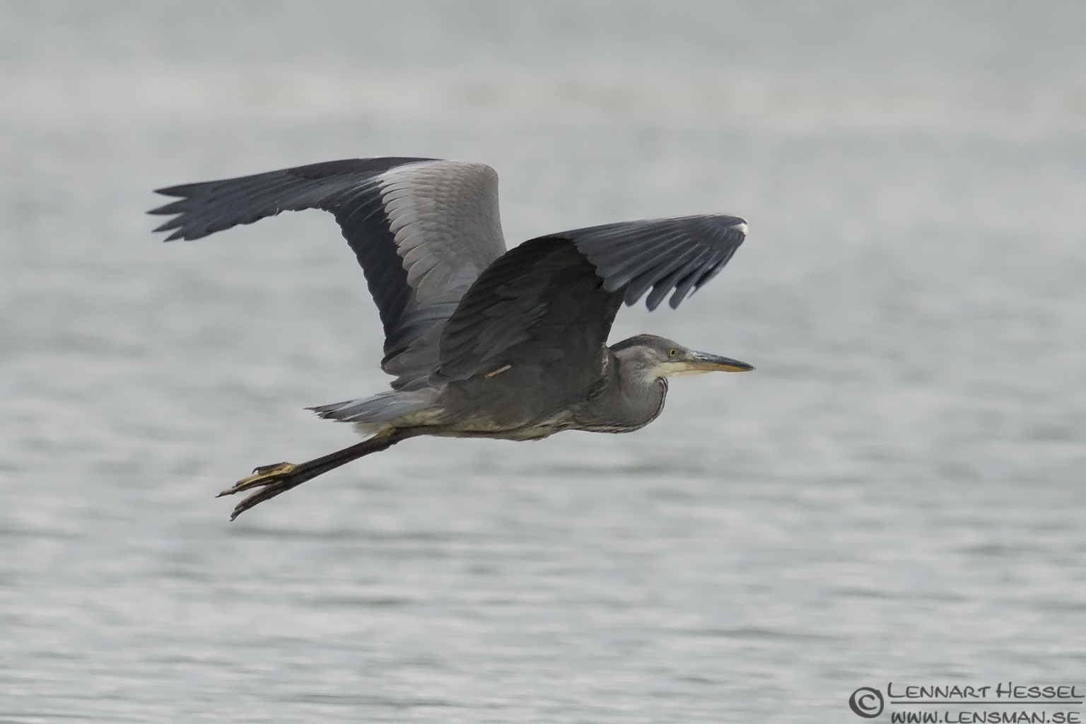 130728 Grey Heron Grey Heron picture