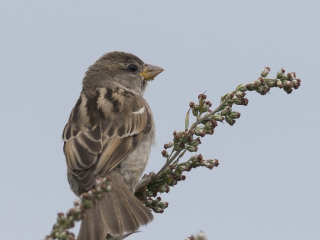 Tree Sparrow picture