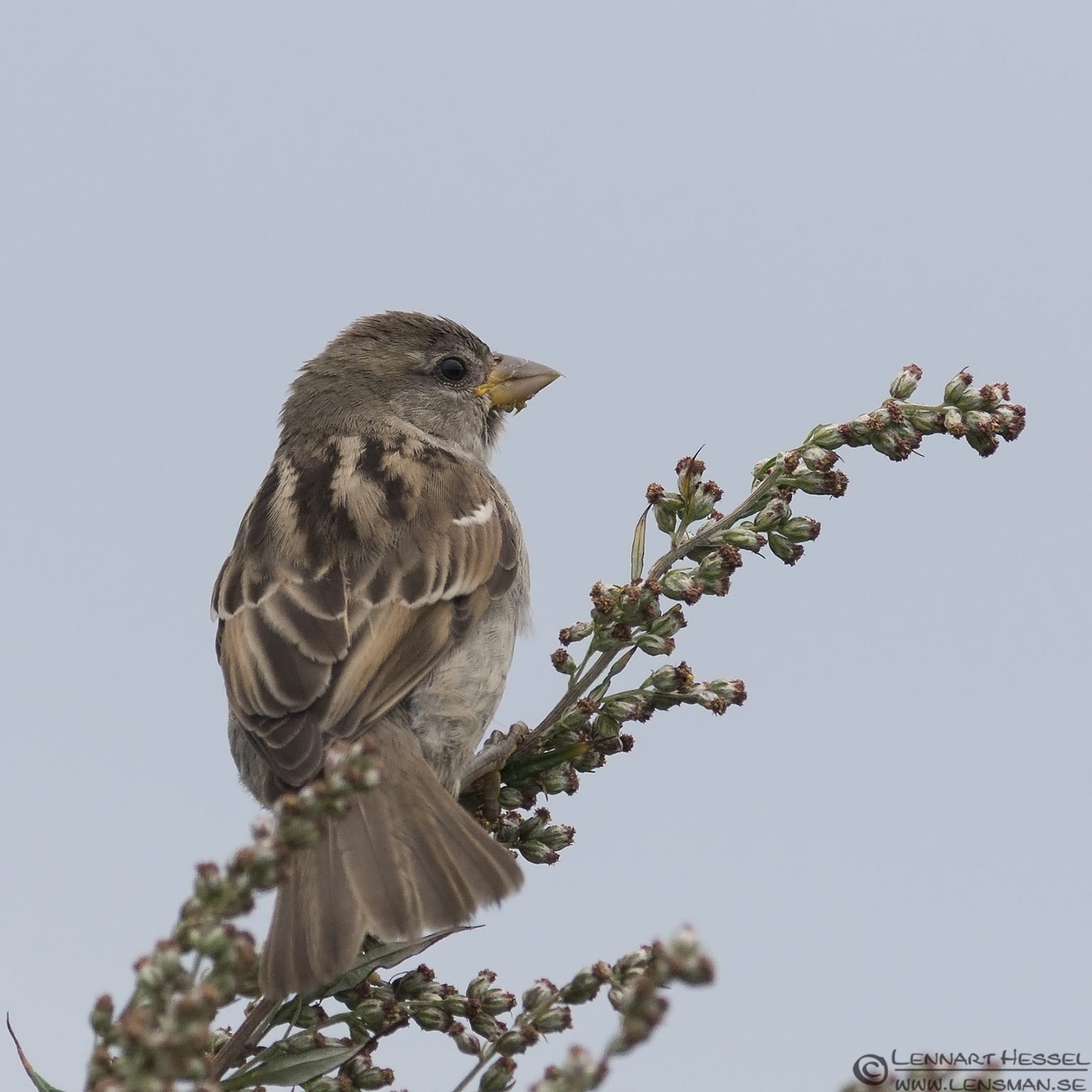 130728 Tree Sparrow Tree Sparrow picture