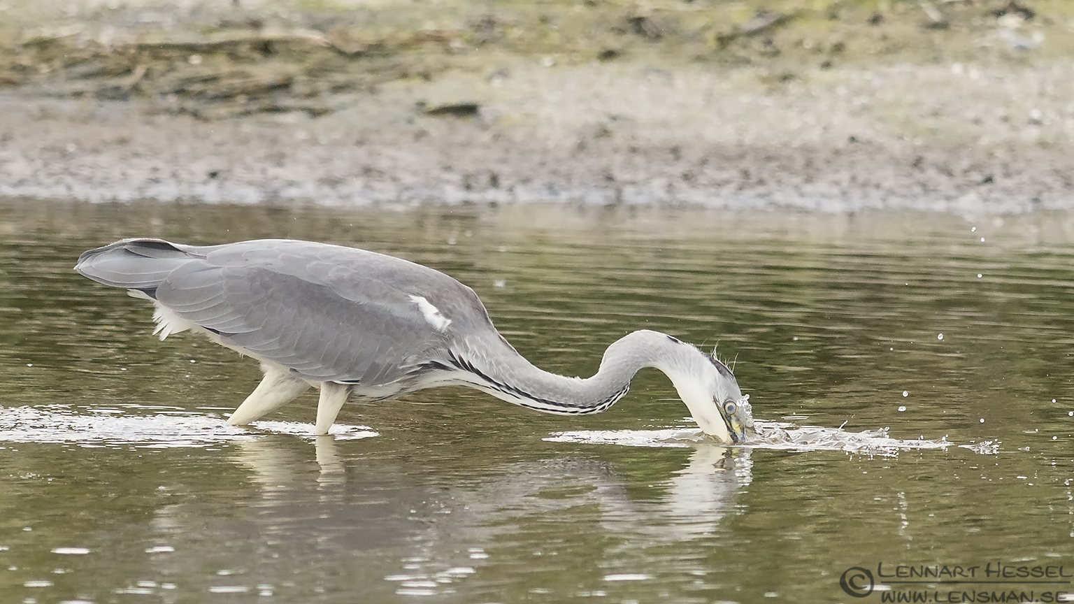 Hunting Grey Heron Halland