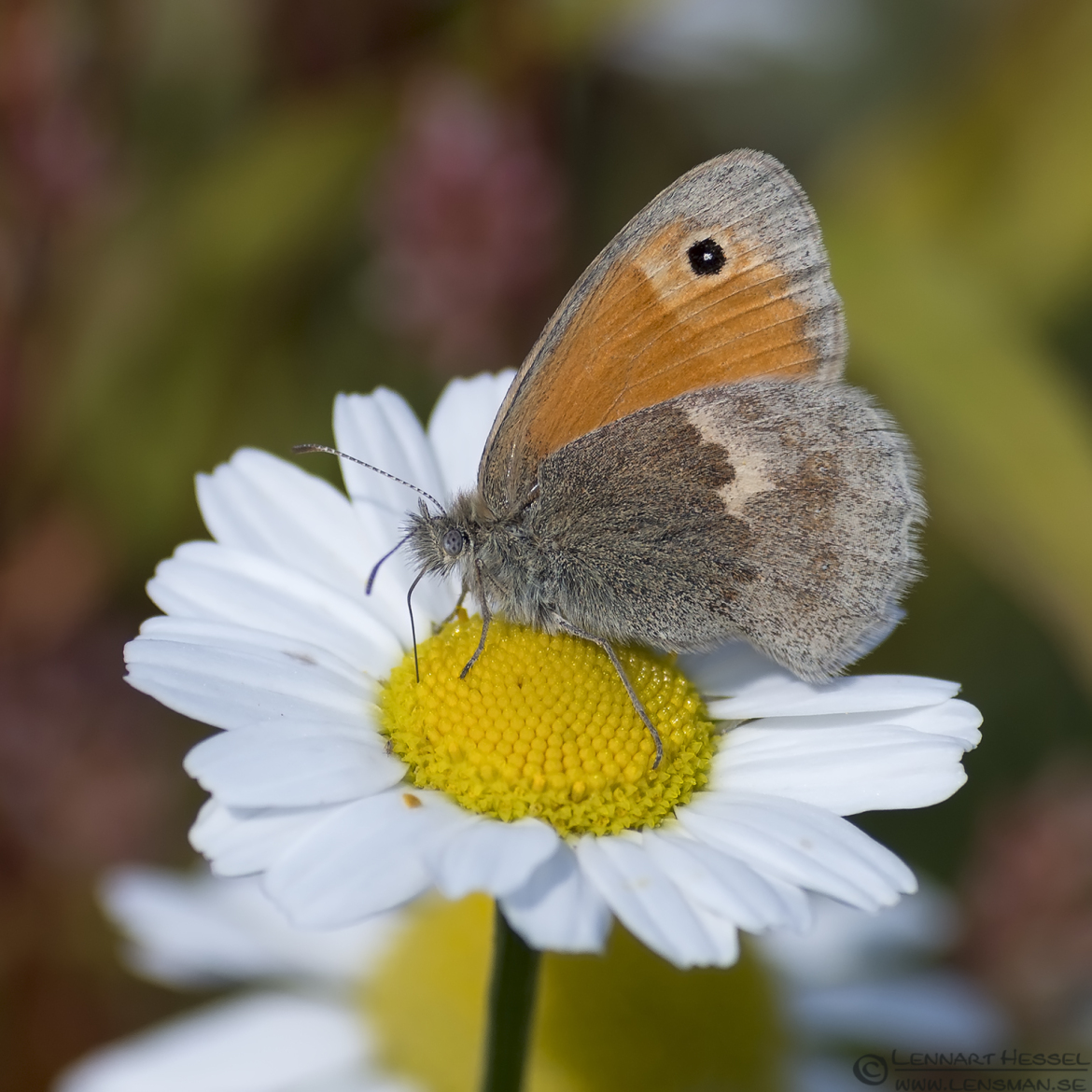 Small Heath Butterfly Halland